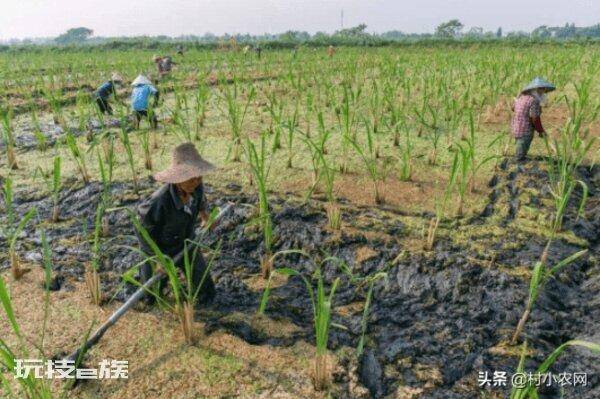 茭白在农村叫什么名字(茭白的特点以及高产的栽培技术)-图片8